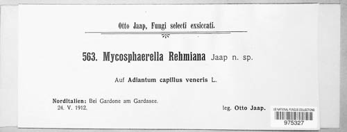 Mycosphaerella rehmiana image